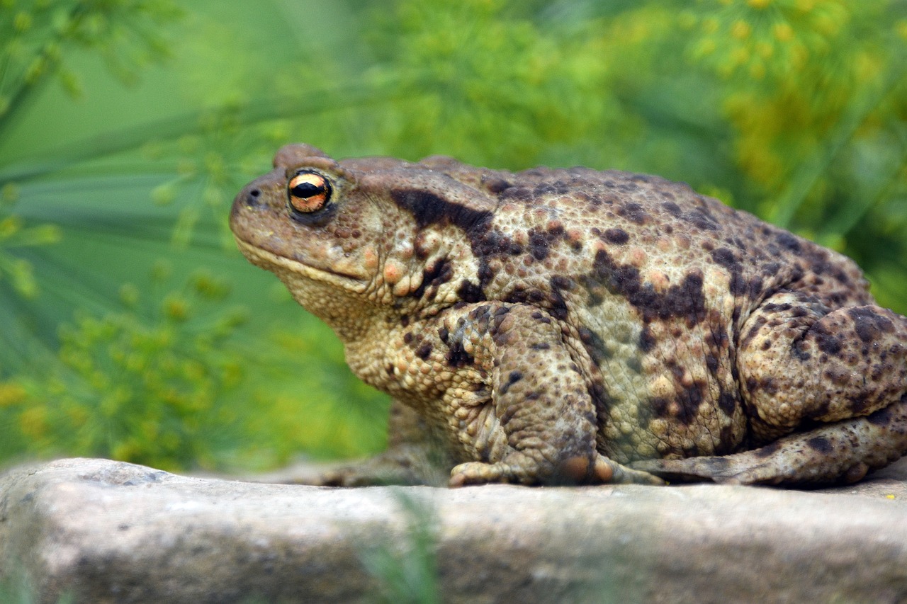 How Invasive Species Benefit from Climate Change